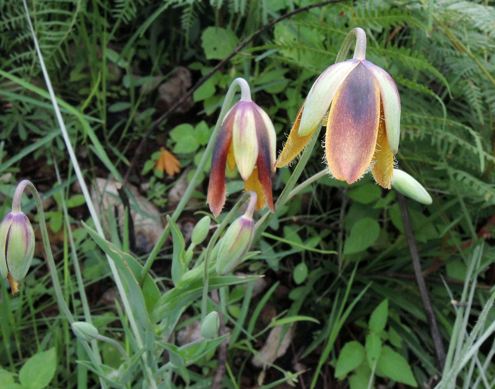 Calochortus purpureus (Kunth) Baker resmi