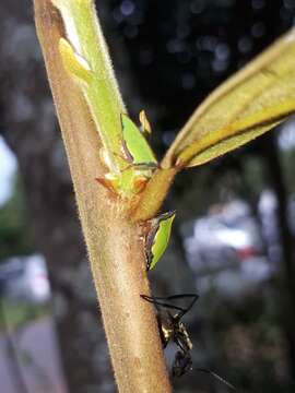 Imagem de Notogonioides