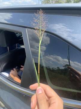 Image of Erect-Leaf Rosette Grass