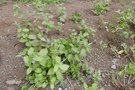 Convolvulus siculus subsp. elongatus Batt. resmi