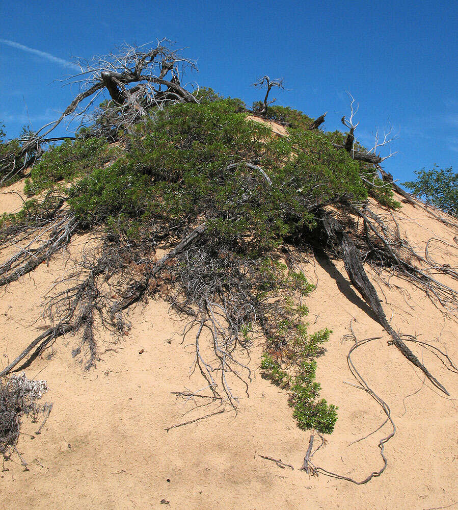 Image of Savin Juniper