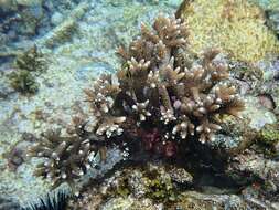 Image of Acropora pulchra (Brook 1891)