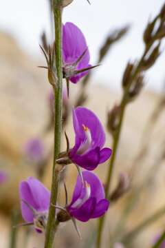 Image of grass milkvetch