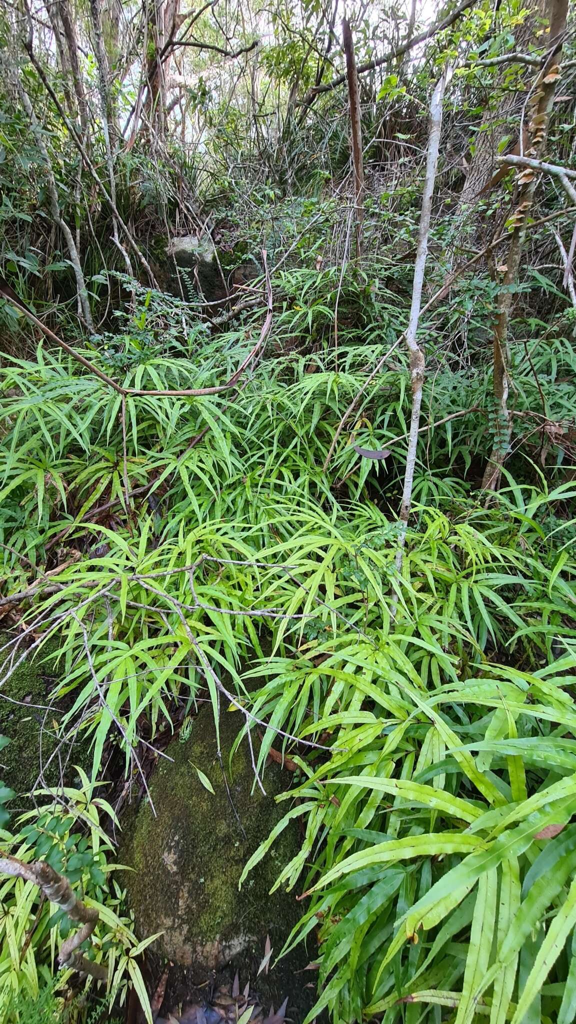 Plancia ëd Pteris umbrosa R. Br.