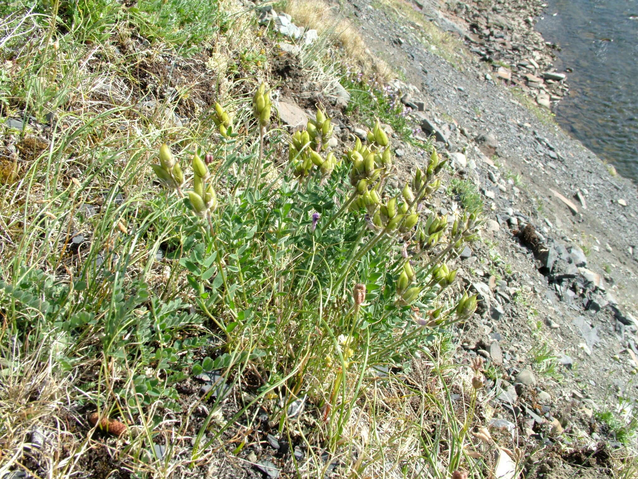 Image de Oxytropis adamsiana (Trautv.) Jurtzev