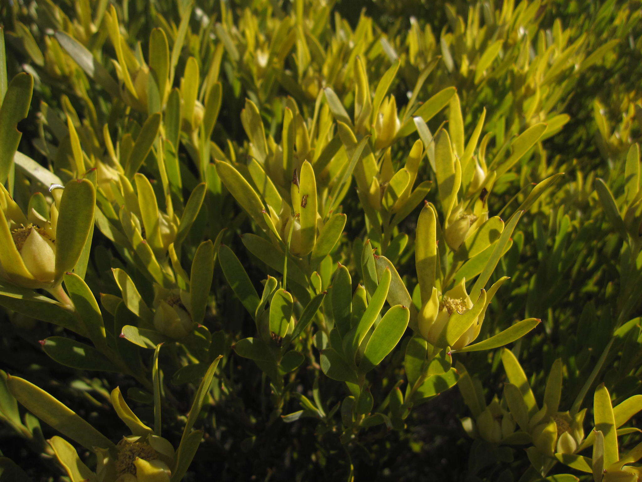 Image of Leucadendron meridianum Salter ex I. Williams