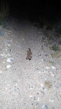 Image of Reticulated gila monster