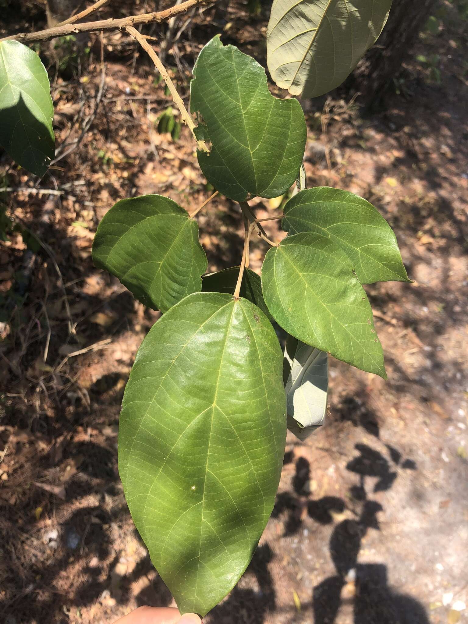 Image of kamala tree