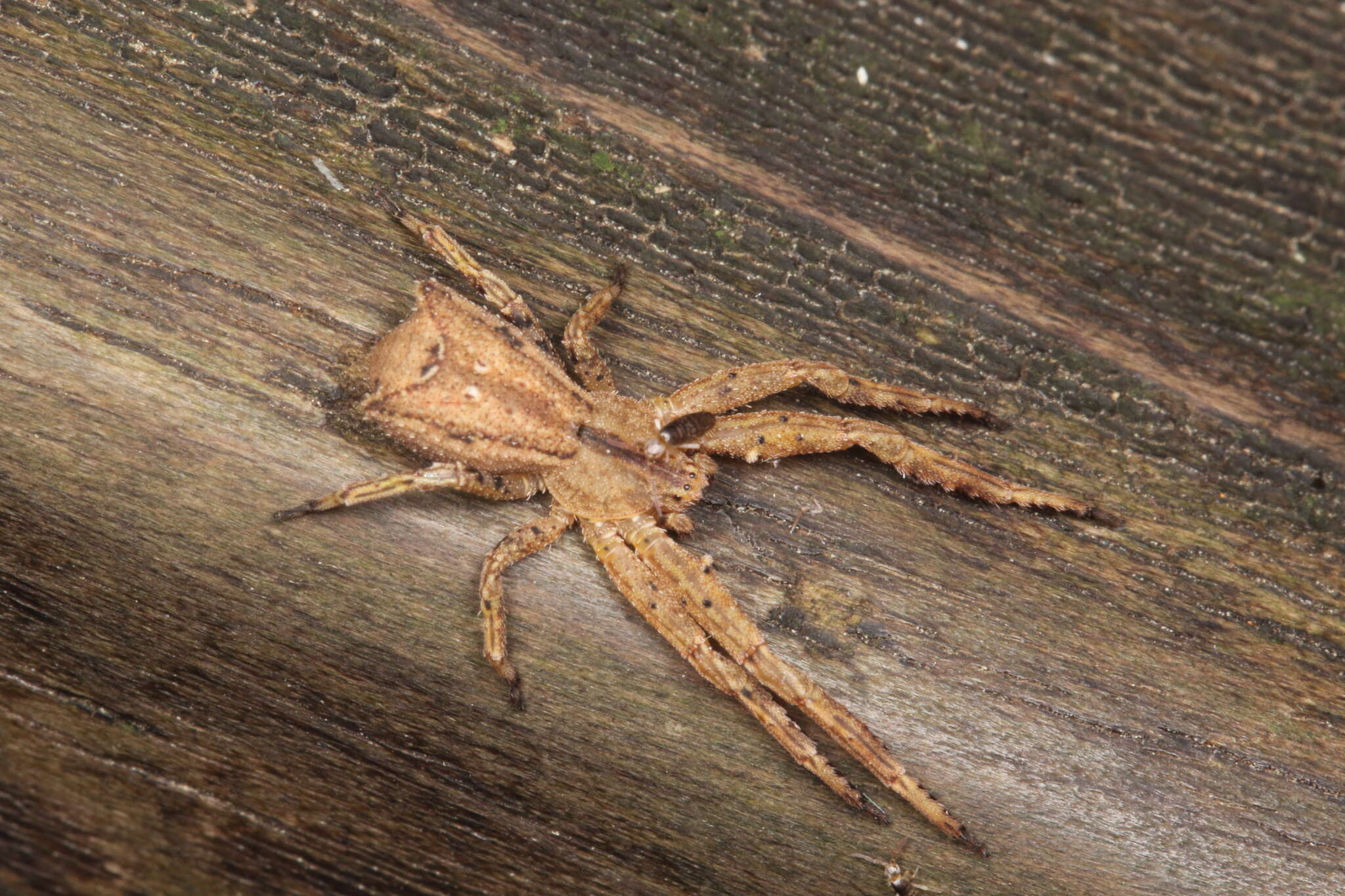 Image of Sidymella angulata (Urquhart 1885)