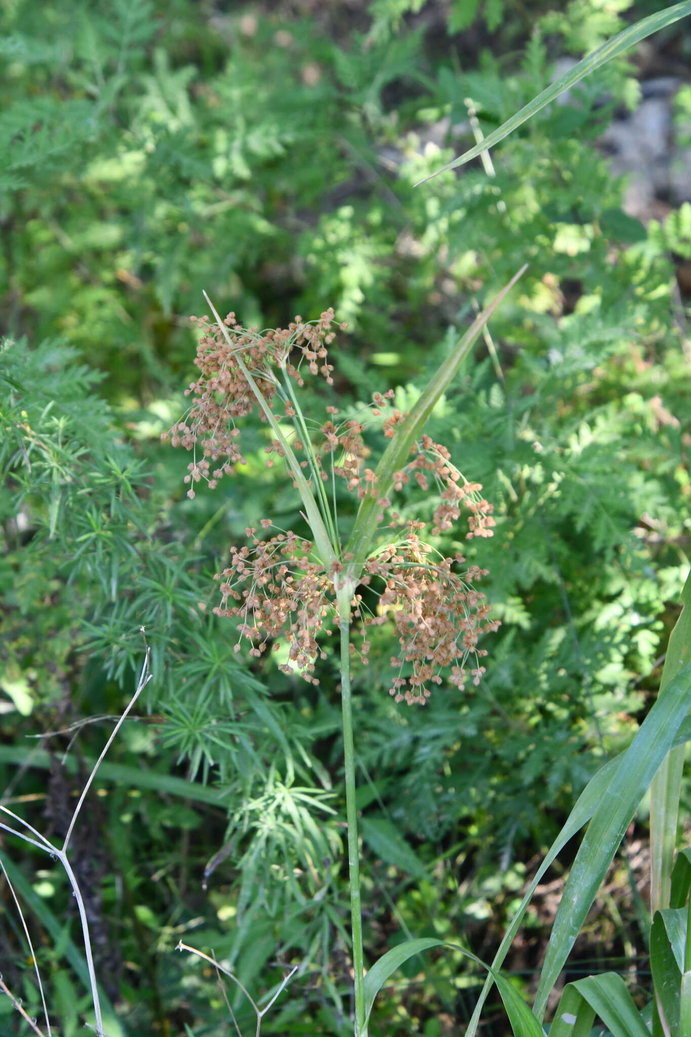 Imagem de Scirpus lushanensis Ohwi