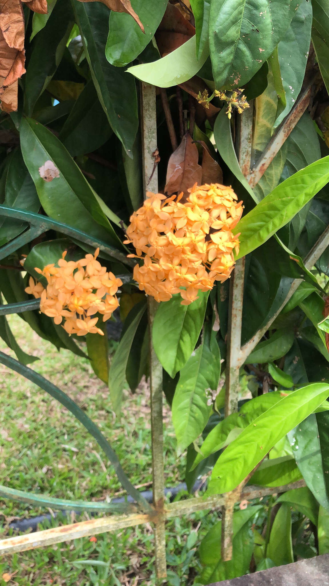 Ixora chinensis Lam. resmi