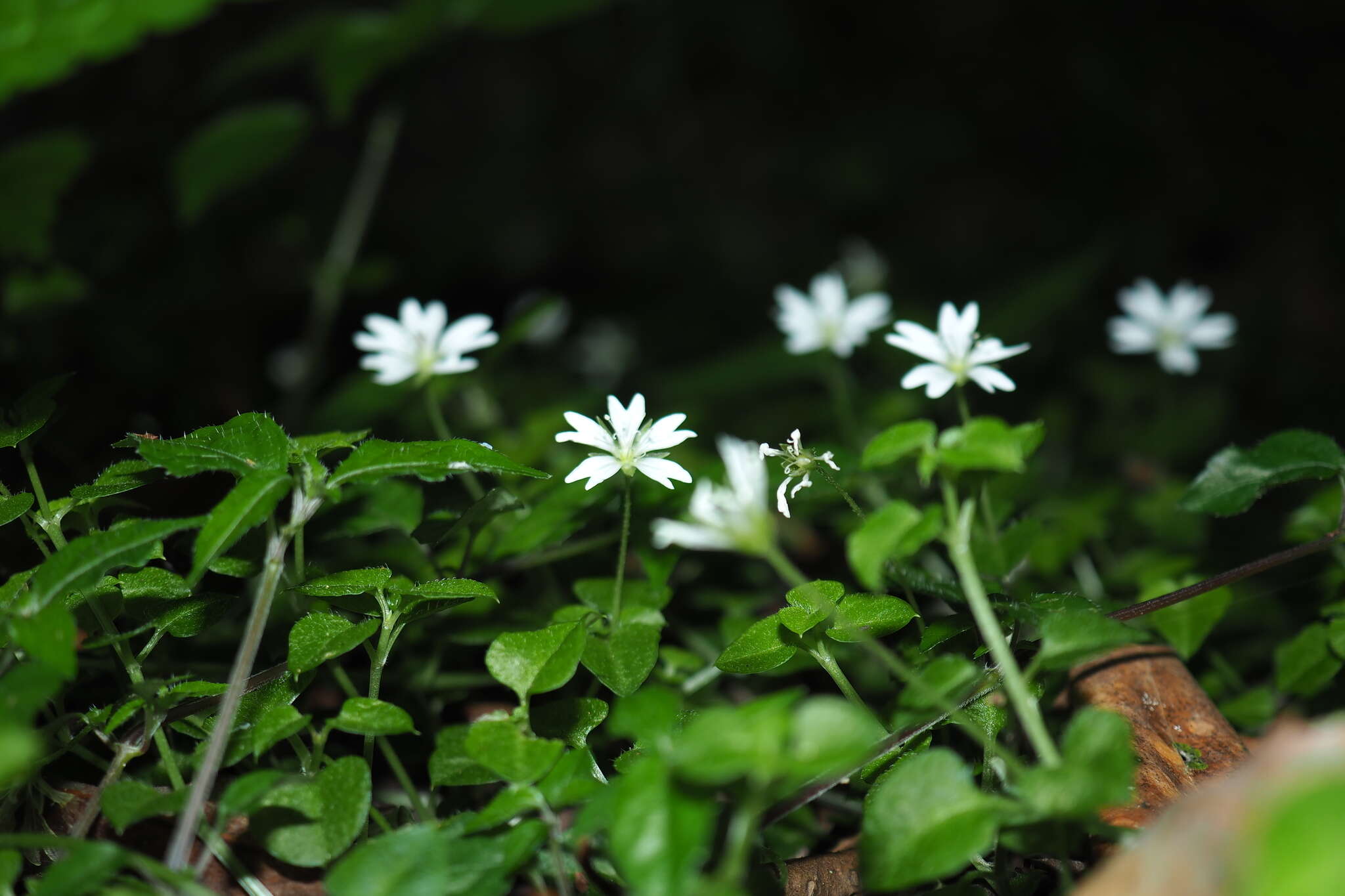 Слика од Nubelaria arisanensis