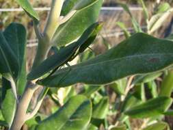 Image of New Zealand mantis