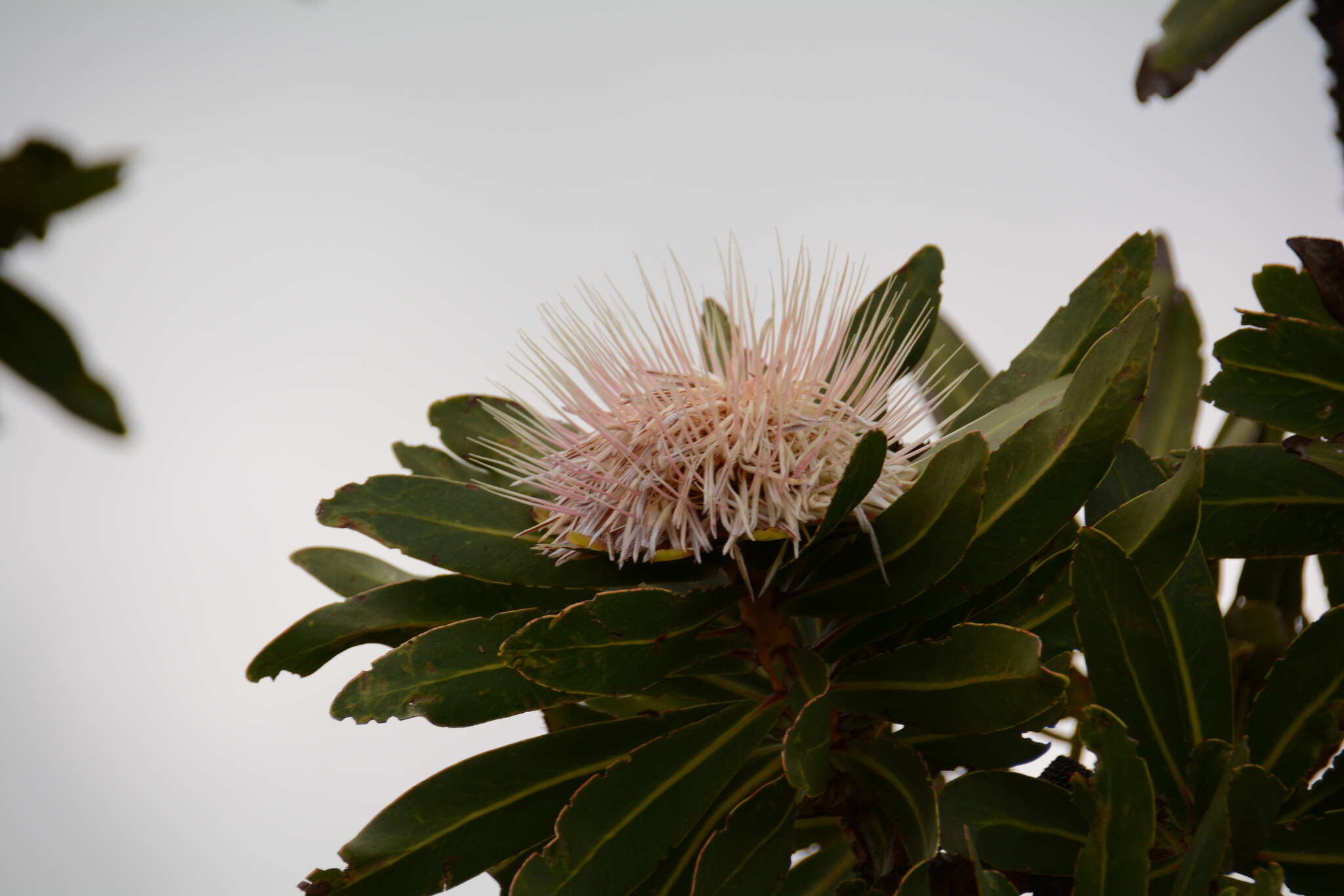 Plancia ëd Protea comptonii Beard