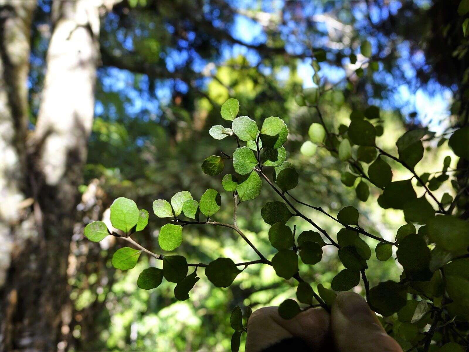 Imagem de Melicytus micranthus Hook. fil.