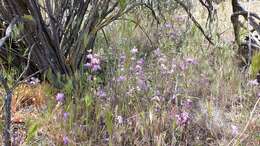 Image de Collinsia concolor Greene.