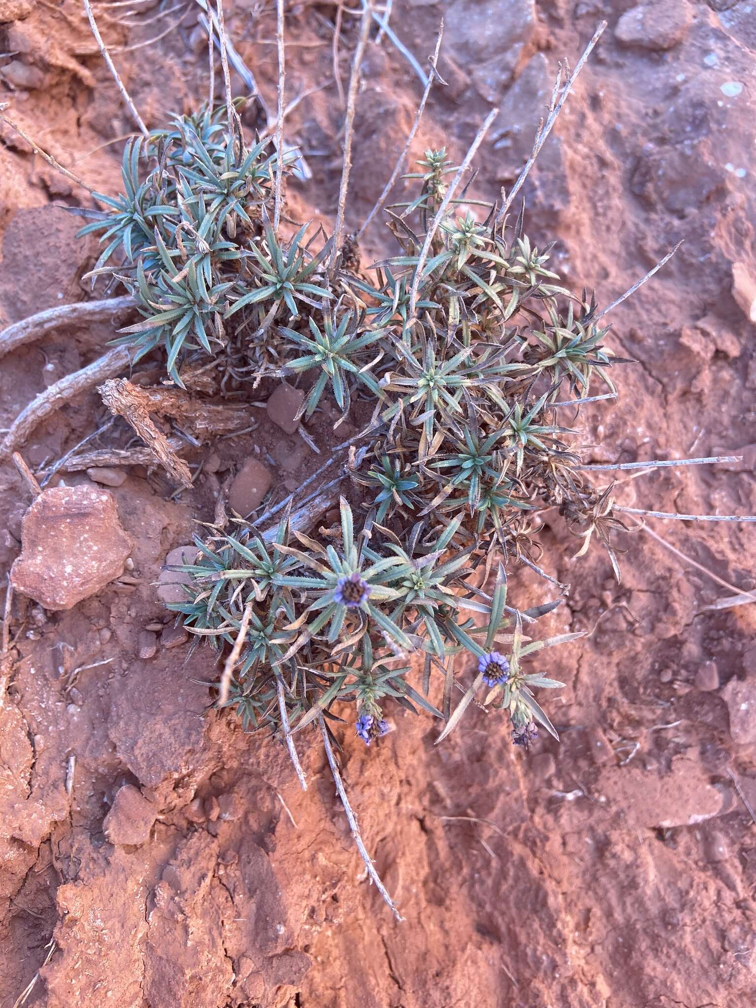 Image of Fendler's aster