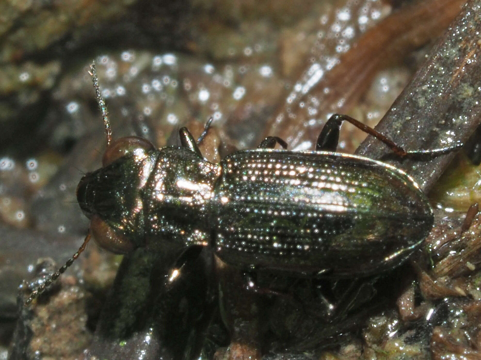 Image of Rough-necked Springtail-stalker