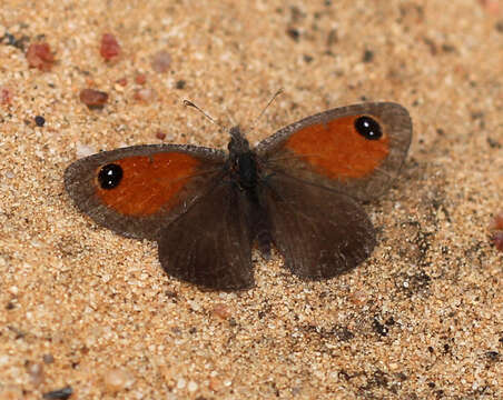 Image of Stygionympha geraldi Pennington 1970