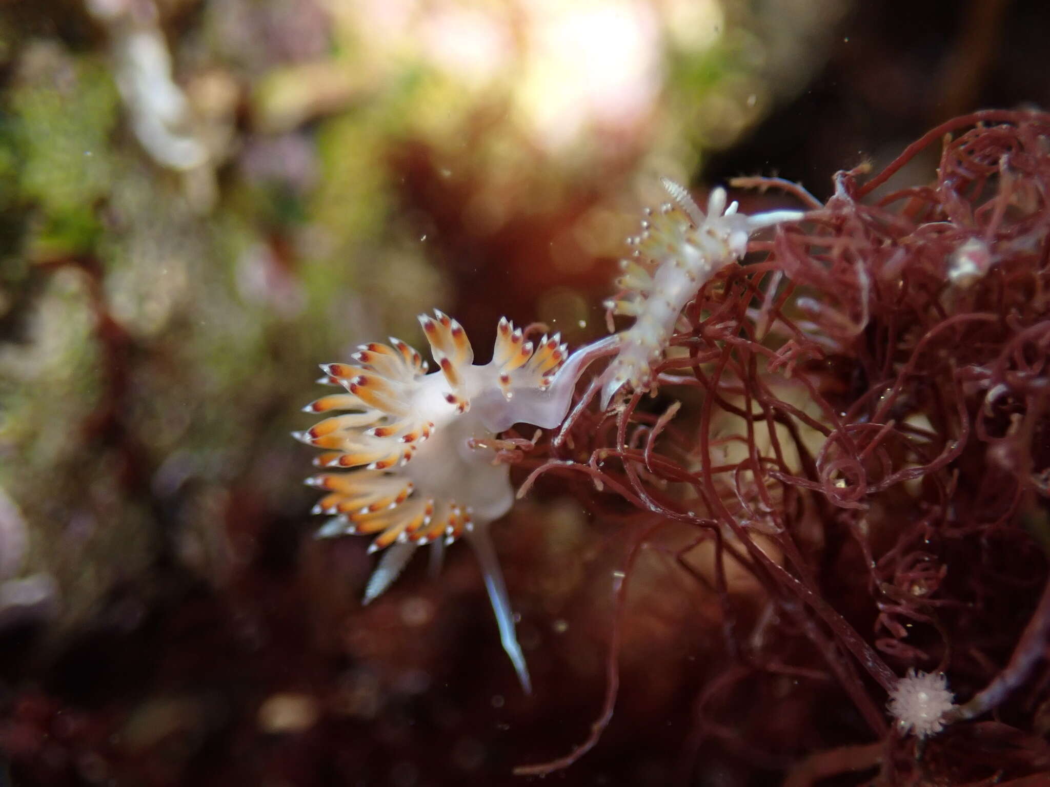 Image of Apataidae Korshunova, Martynov, Bakken, Evertsen, Fletcher, Mudianta, Saito, Lundin, Schrödl & Picton 2017