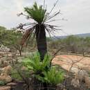 Imagem de Encephalartos lebomboensis I. Verd.