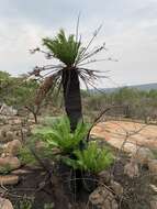 Image of Lebombo cycad