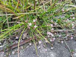 صورة Lobelia filicaulis (C. Presl) Schönland