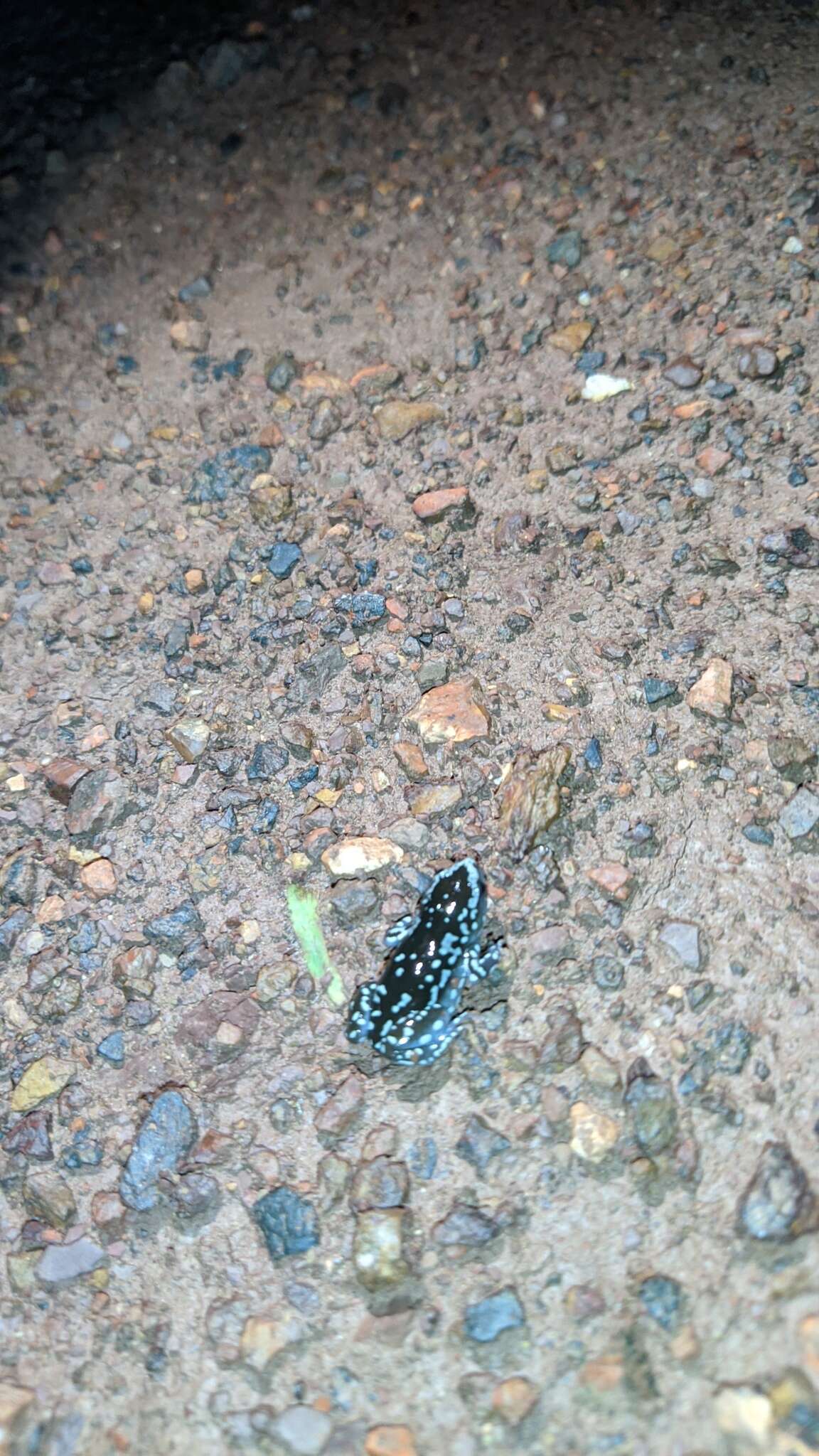 Image of white-spotted humming frog