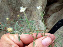 Слика од Chrysocoma puberula Schltr. ex Merxm.