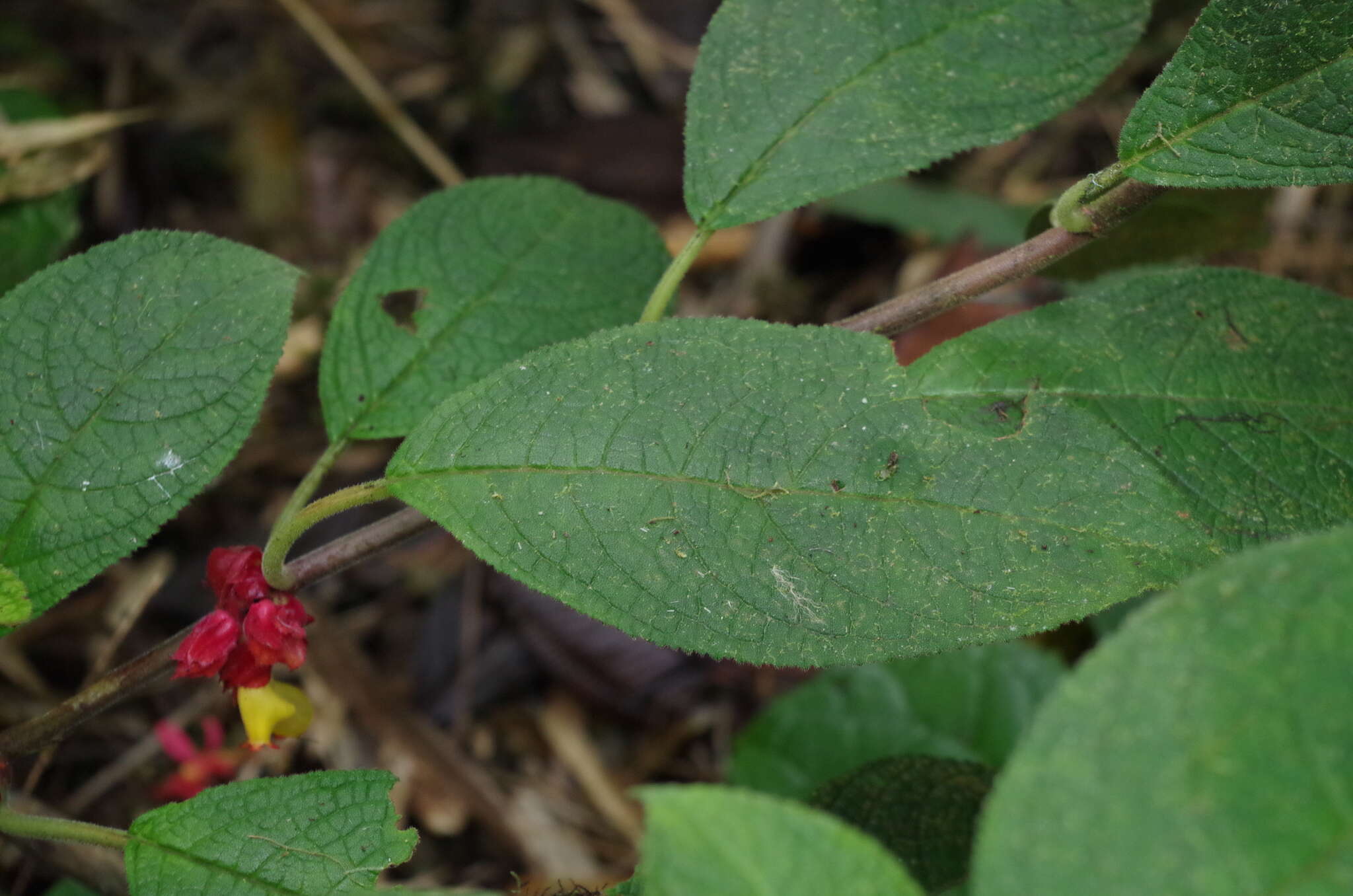 Image of Drymonia teuscheri (Raymond) J. L. Clark