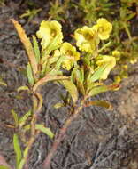 Image de Hermannia saccifera (Turcz.)