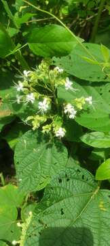 Image of Clerodendrum infortunatum L.