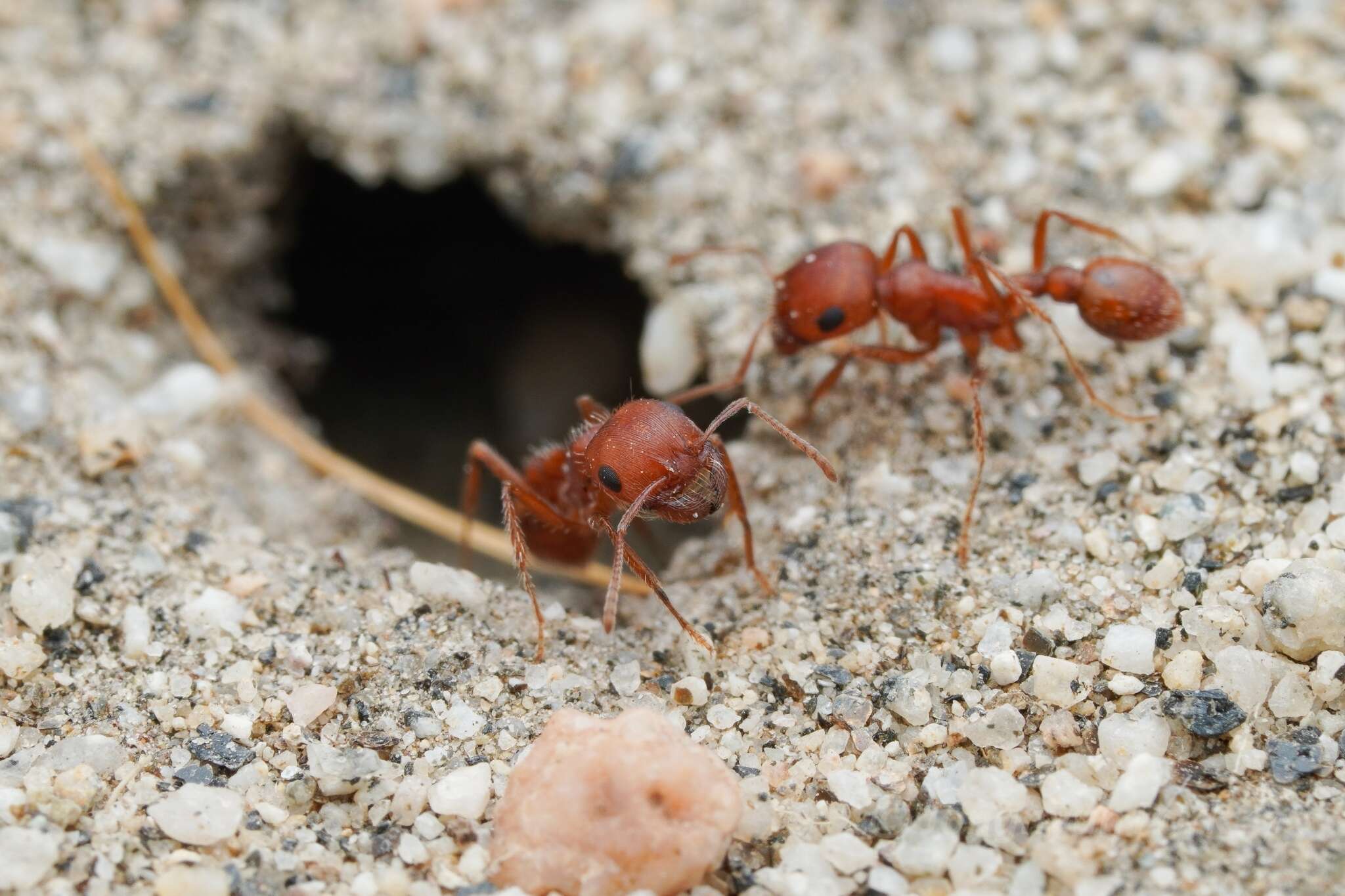 Image of Pogonomyrmex magnacanthus Cole 1968