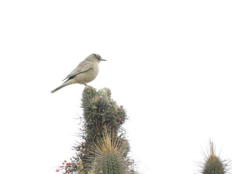 Image of Black-billed Shrike-Tyrant