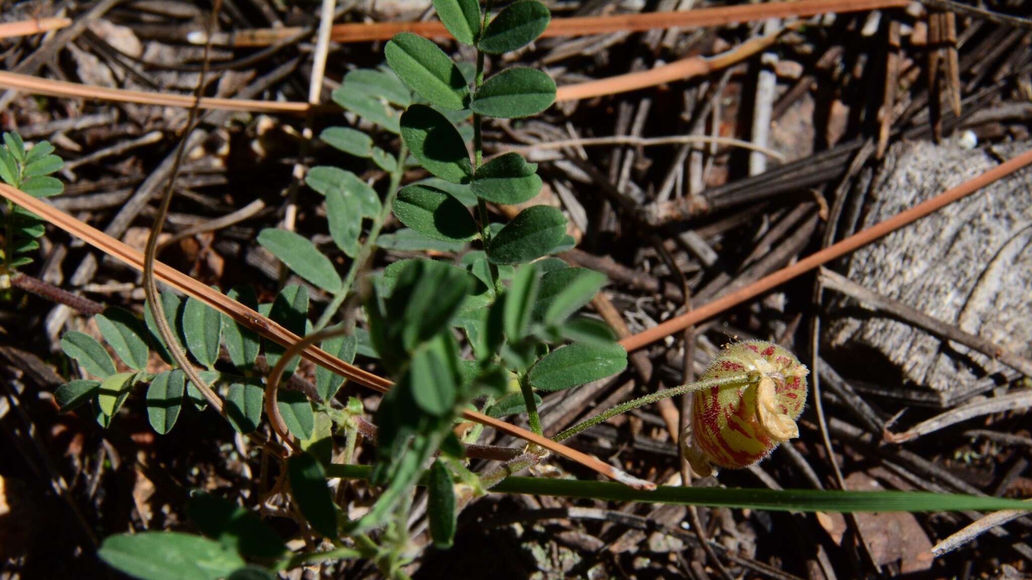 Imagem de Astragalus subcinereus A. Gray