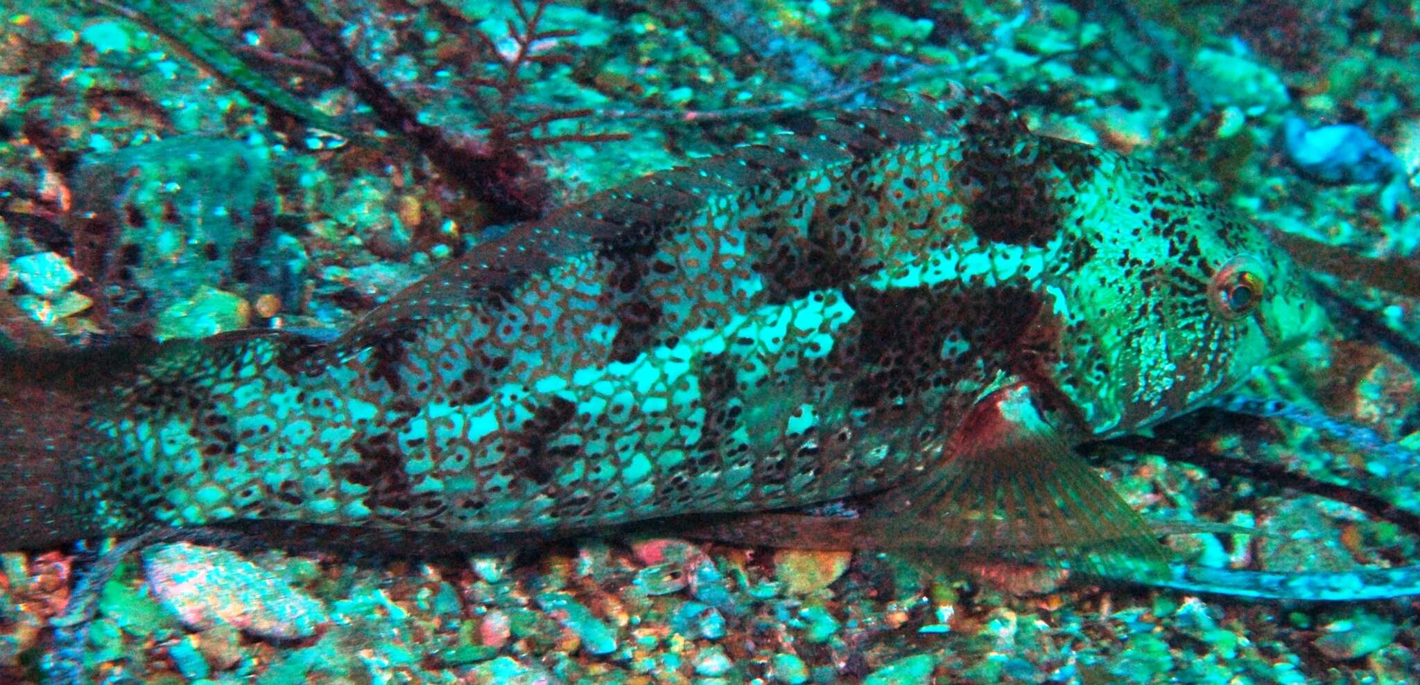 Image of Brown spotted wrasse