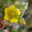 Potentilla jepsonii var. kluanensis的圖片