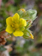 Imagem de Potentilla jepsonii var. kluanensis