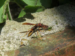 Image of Polistes cavapytiformis Richards 1978