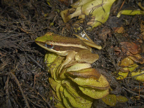 Image of Common Green Frog