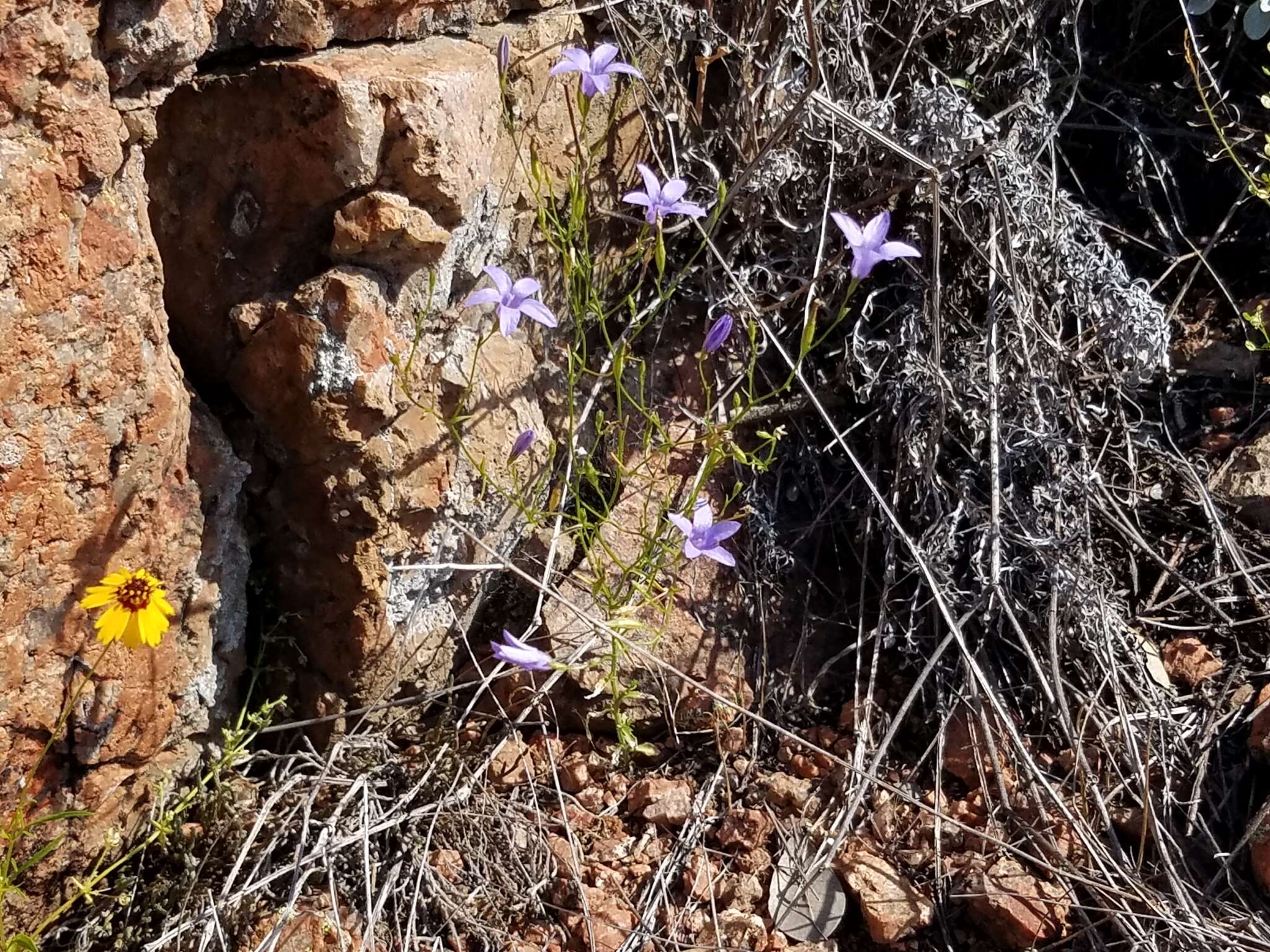 Image of basin bellflower