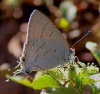 Слика од Hypolycaena philippus philippus