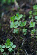 Plancia ëd Galium kamtschaticum Steller ex Schult. & Schult. fil.