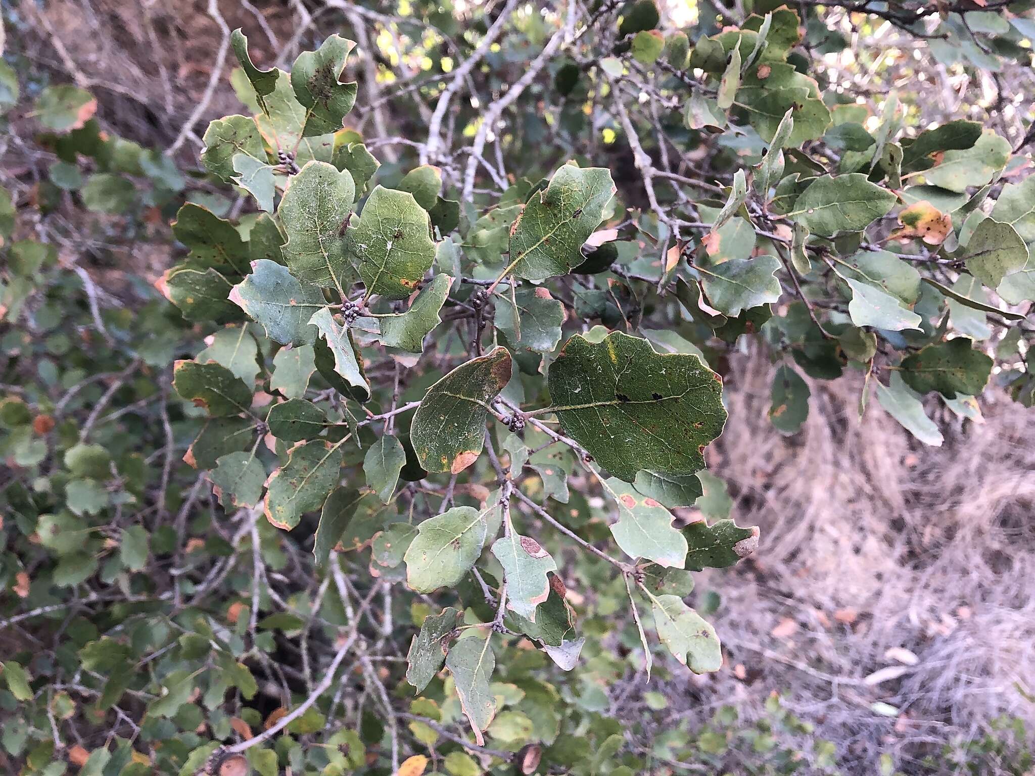 Imagem de Quercus macdonaldii Greene & Kellogg