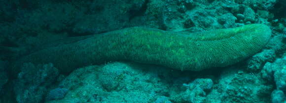 Image of Slipper coral