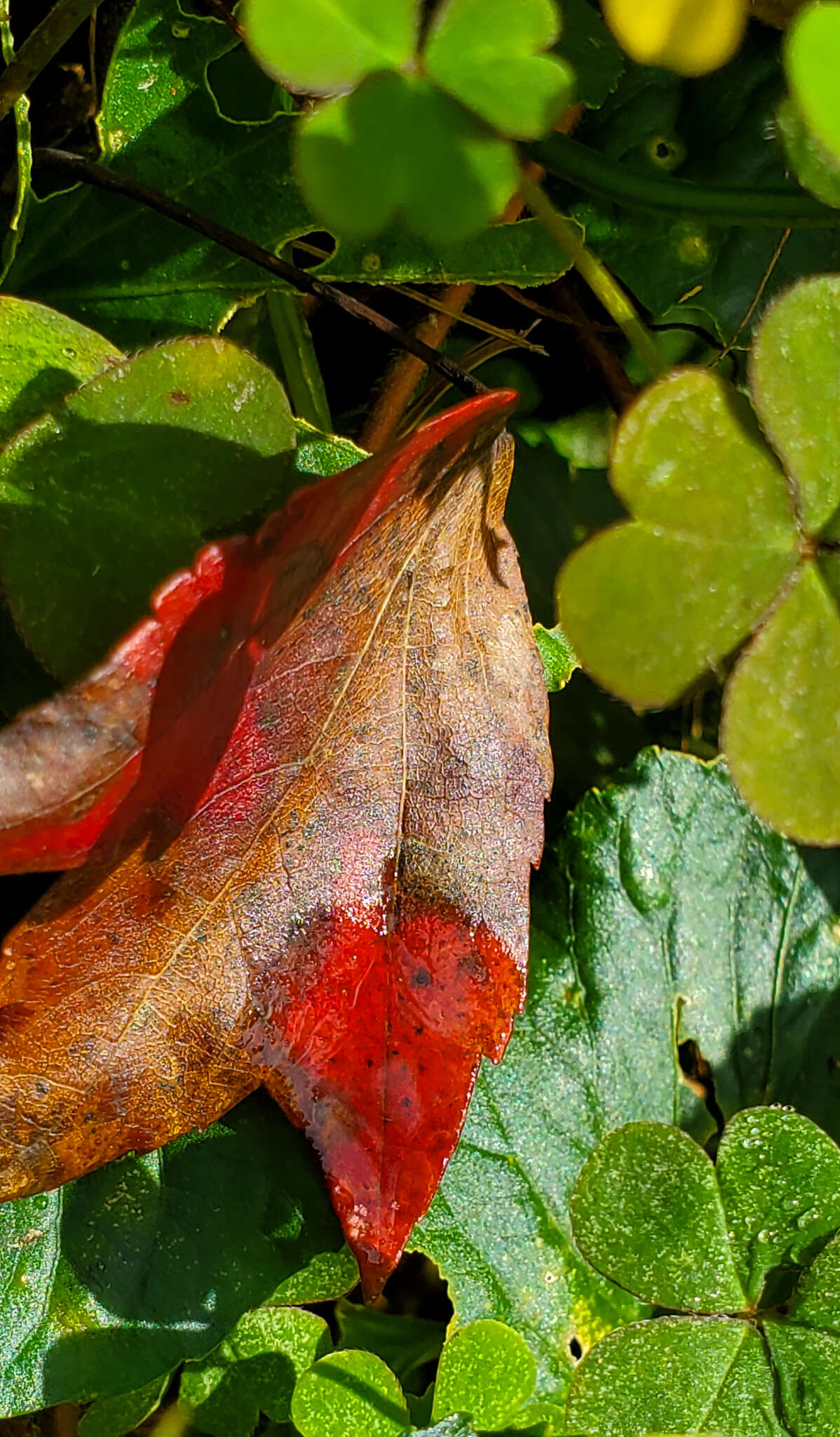 Image of Discula campestris (Pass.) Arx 1957