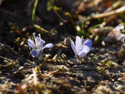 Veronica canescens T. Kirk resmi