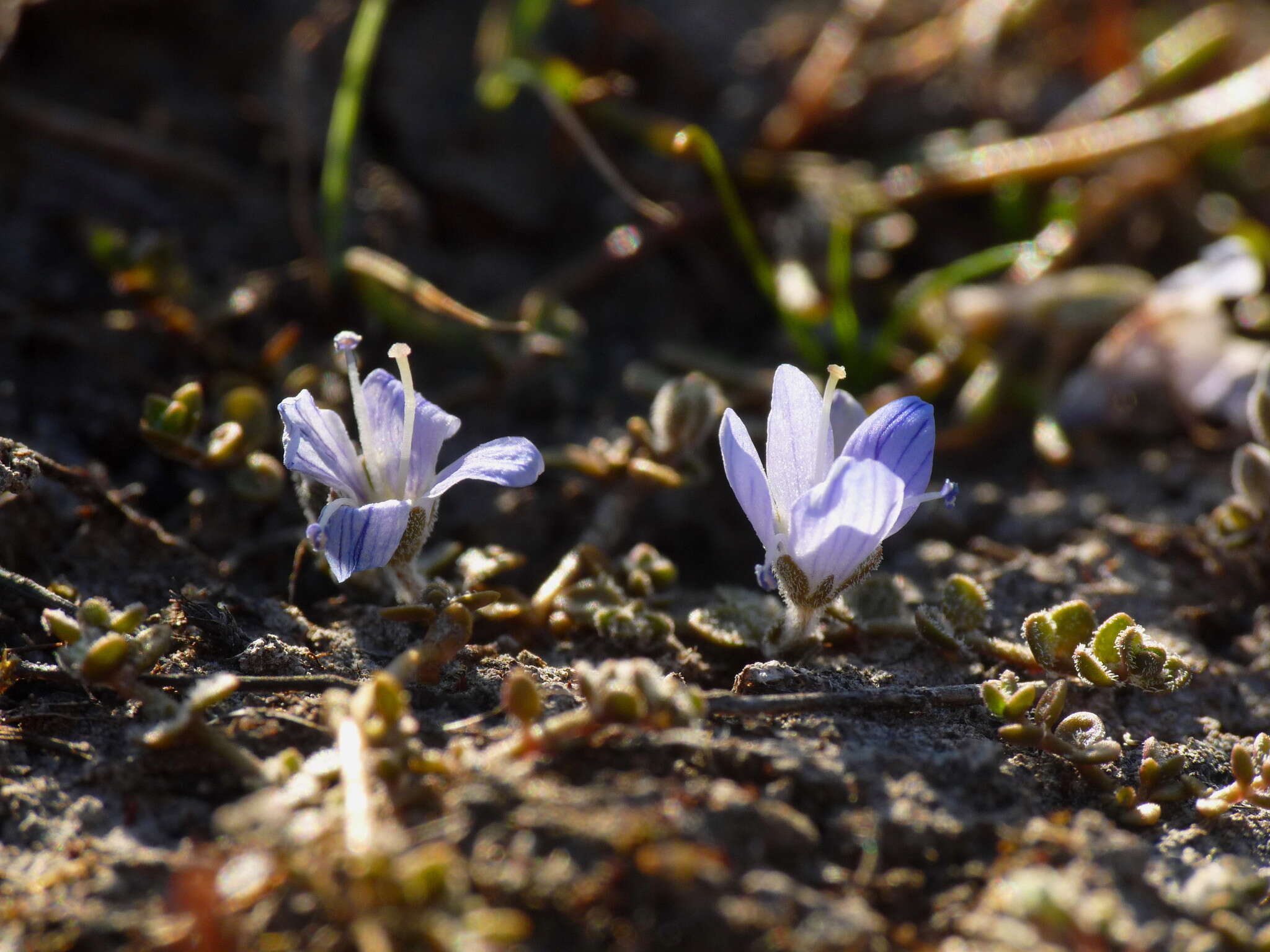 Veronica canescens T. Kirk resmi