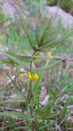 Image of Small cow-wheat