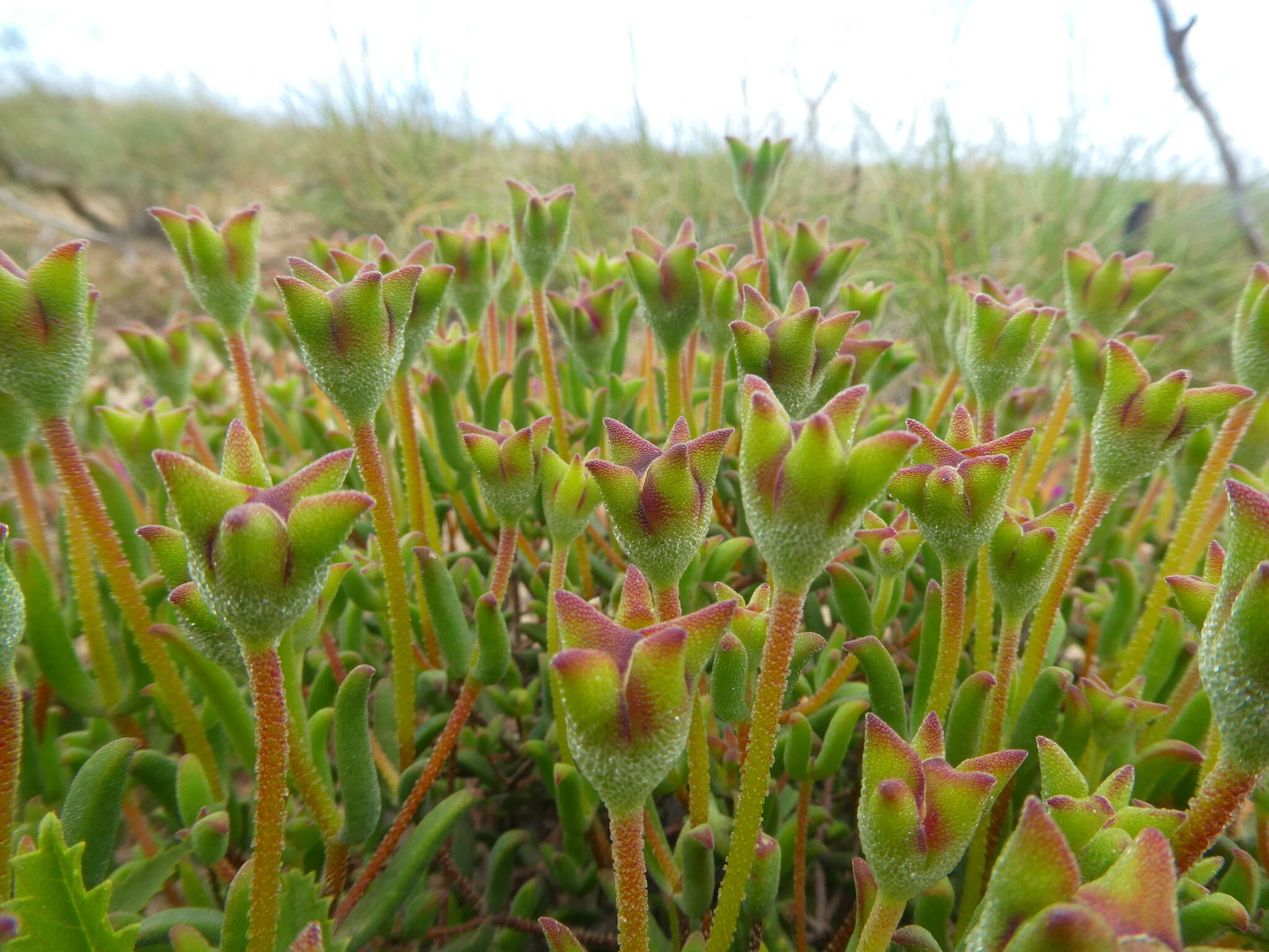 Imagem de Drosanthemum lavisii L. Bol.